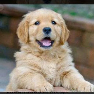 Meet your Posher, Dayanis